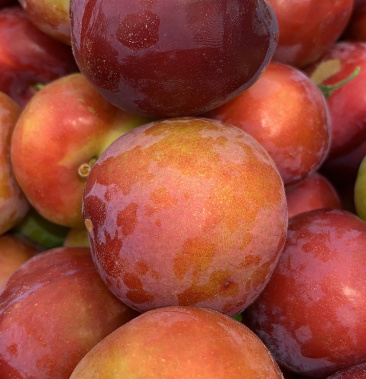 优质大石早生李子甜李子三华李大量供应万吨货源代办