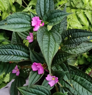 [风柜斗草批发]风柜斗草价格90.00元/斤 - 一亩田