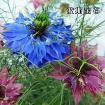 黑种草种子混色香草波斯宝石种子黑子草室外庭院野花种籽