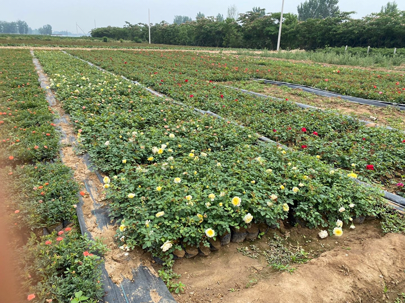 藤本月季冬季保温示意图