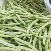 辽宁北镇白豆角大量上市质量好有亮度产地代办诚信第一