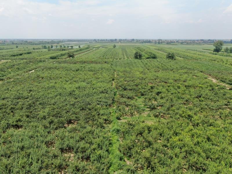 无人机航拍视角下的现代化李子果园,连片种植的李树整齐分布于缓坡地形上,道路与灌溉系统完善,部分区域已挂果,整体呈现生态化、集约化种植特征 现代化李子果园航拍图