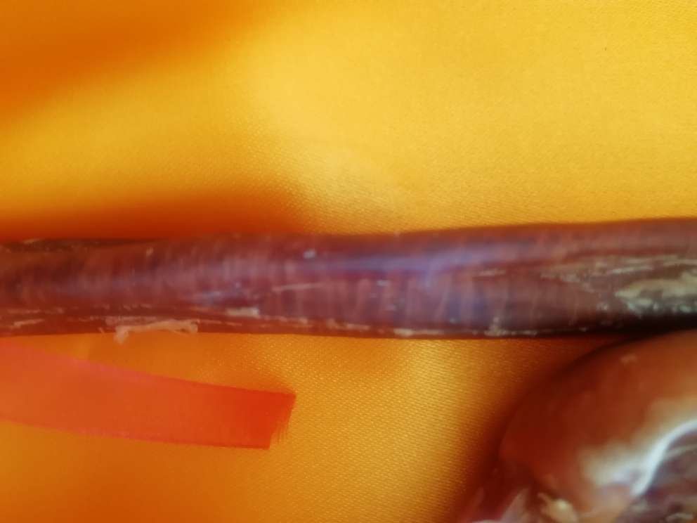 干鹿鞭特写展示