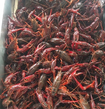 江苏小龙虾青虾硬规格456 789 硬壳老红虾 肉质饱满