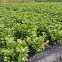 茉莉花自种自销质量杠杠价格优惠