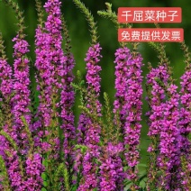 紫色千屈菜种子