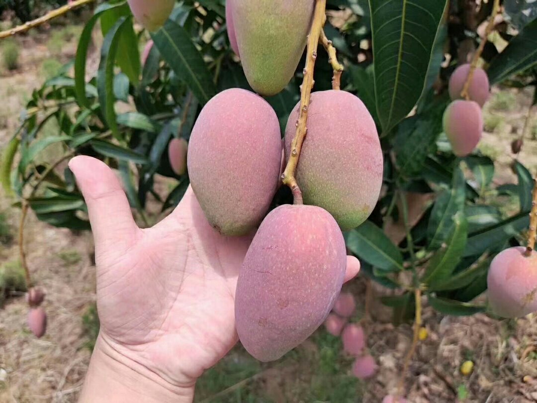 金煌芒12月晚熟果采摘实景