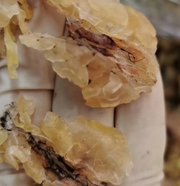 长白山雪蛤批发零售