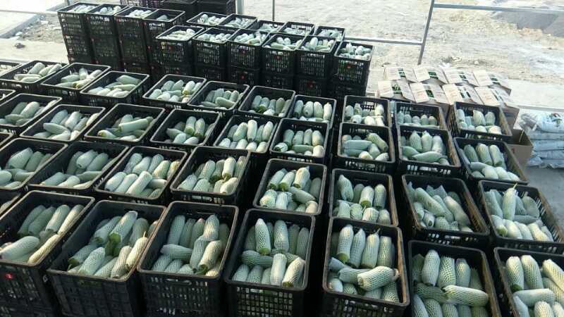 丝瓜切片展示其内部结构