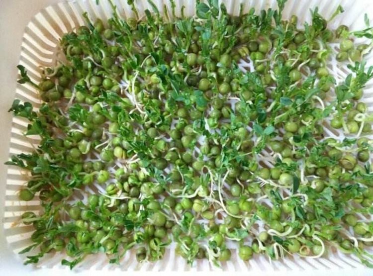 青豌豆种子在种植盘中发芽