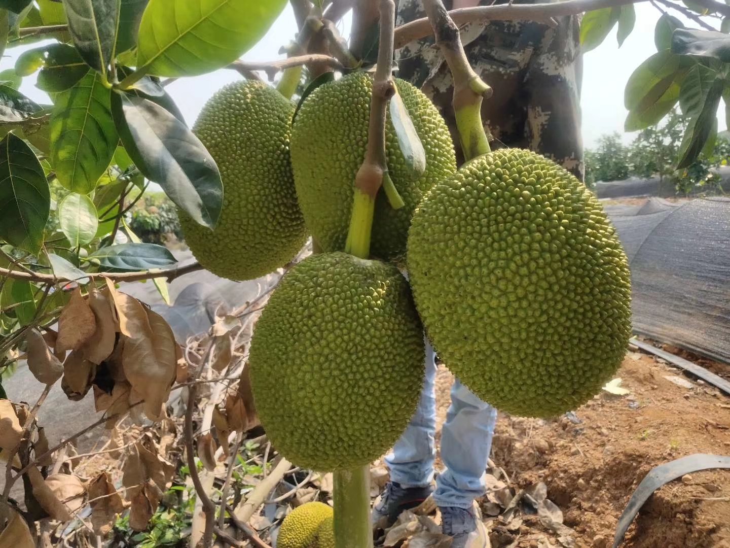 菠萝放在厨房台面上催熟