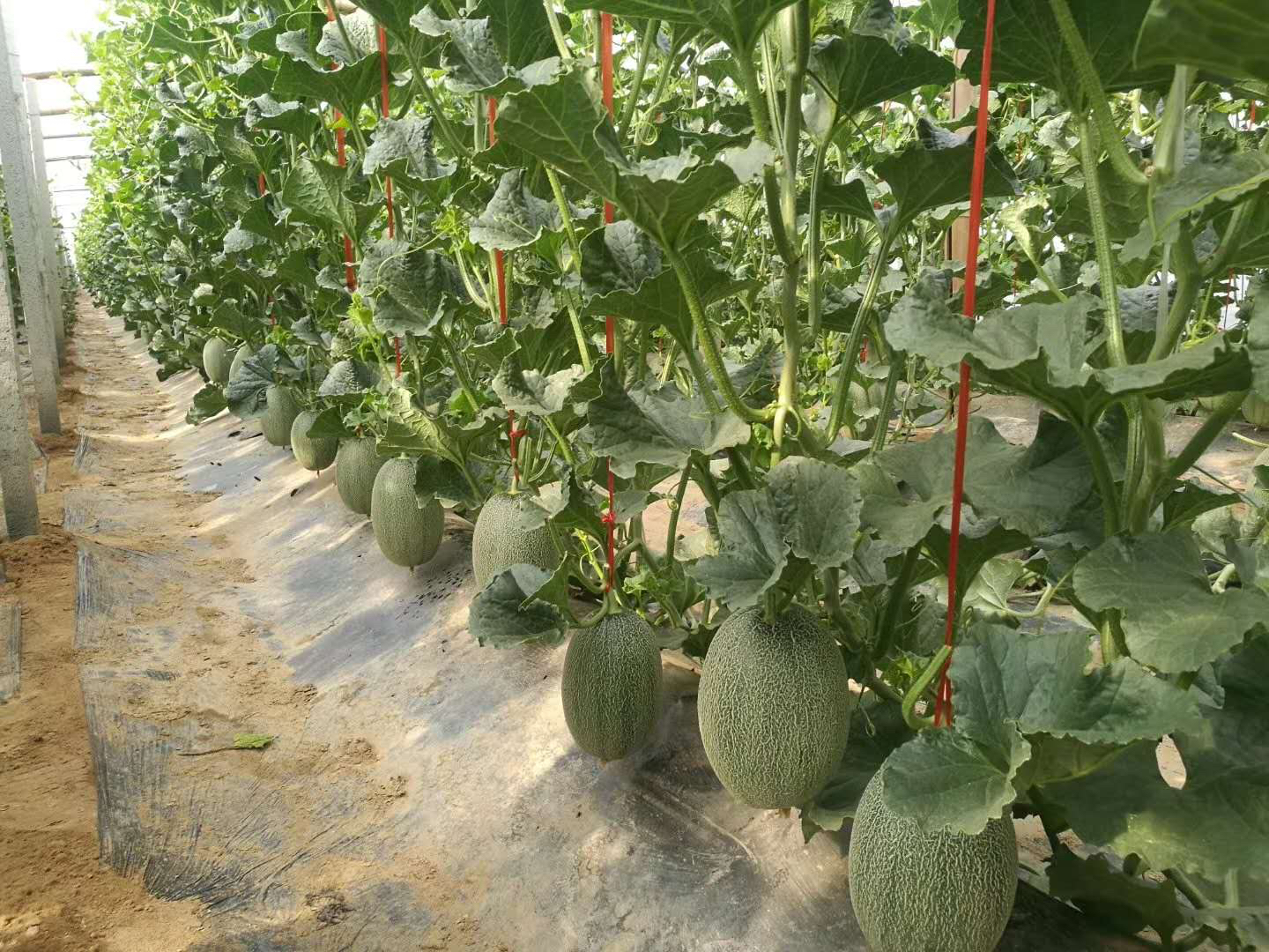 绿色藤蔓上整齐悬挂着数十个成熟西瓜,果实圆形端正,表皮深绿覆墨黑细条纹,果脐小而紧实;切开后露出饱满鲜红果肉,汁水丰盈,中心糖度区域呈明显深红晕染,无纤维感,背景为黑龙江大庆市连片大棚种植基地 庆发特早红西瓜田间挂果实拍