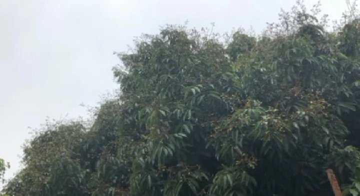 描绘经过疏花处理后的桂味荔枝花穗结构,显示主轴被短截,保留3-5个健壮侧穗,每个侧穗上有均匀分布的花蕾,标注出重点保留区域(基部和中部花蕾)以及去除部分(顶部细弱花和过密花蕾),配以文字说明‘理想疏花状态’ 疏花后花穗结构示意图