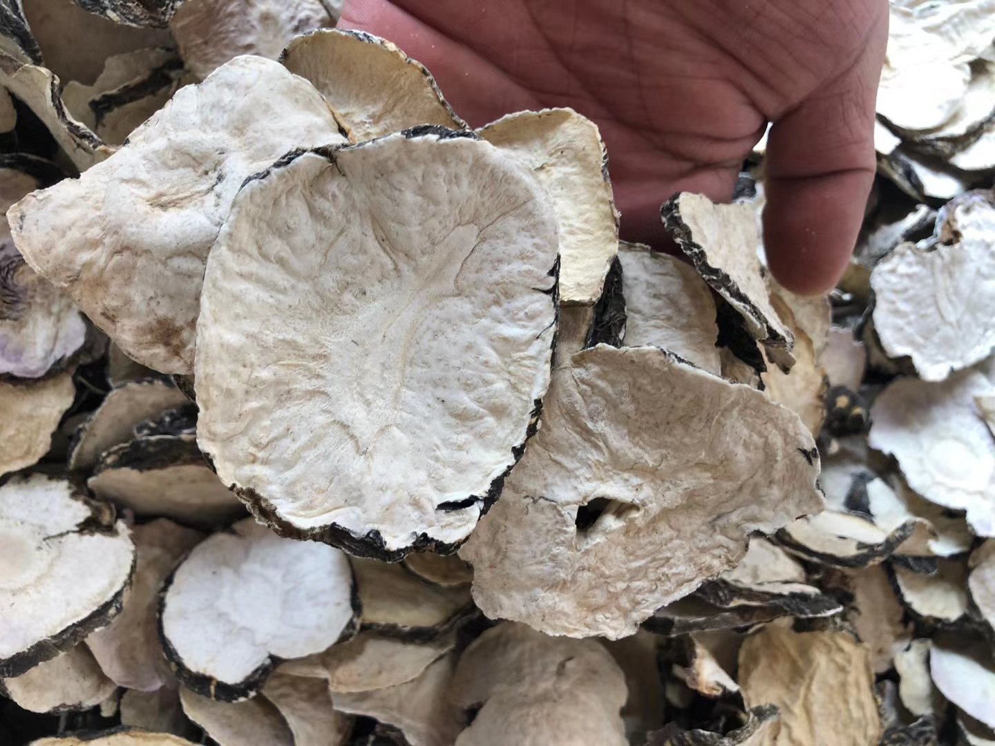 黑玛卡横切面特写:展示经传统炭焙熟化后的完整黑玛卡块根横向切片,切面呈均匀深灰黑色,质地细腻致密,表面微泛油润光泽,无明显纤维束裸露或色斑杂色,背景为纯白亚克力托盘,自然柔光拍摄 黑玛卡横切面特写:展示经传统炭焙熟化后的完整黑玛卡块根横向切片,切面呈均匀深灰黑色,质地细腻致密,表面微泛油润光泽,无明显纤维束裸露或色斑杂色,背景为纯白亚克力托盘,自然柔光拍摄