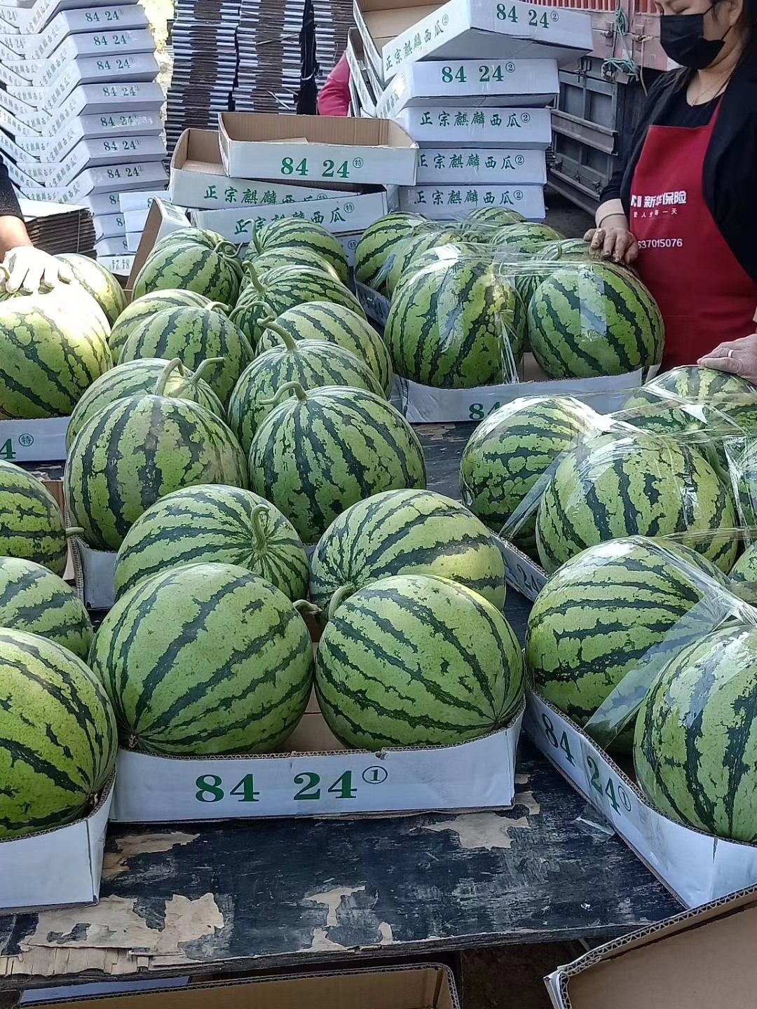 海南西瓜东台西瓜万宁海南