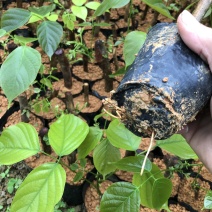 小圈鸡血藤苗、大血藤苗、百万现苗，一次种植反复收益