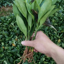 非洲茉莉