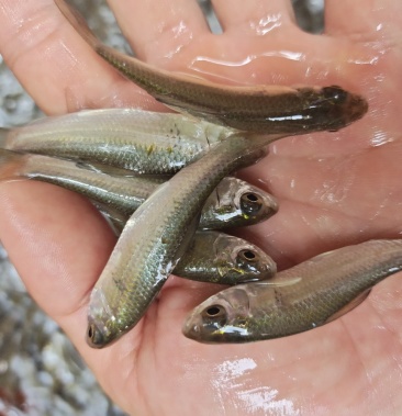 土鲮鱼苗技术催产优质良种快大良种苗好养快大