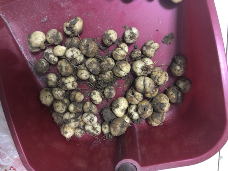浙贝母新鲜鳞茎特写