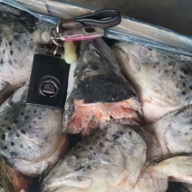 三文鱼头400/500克三文鱼头