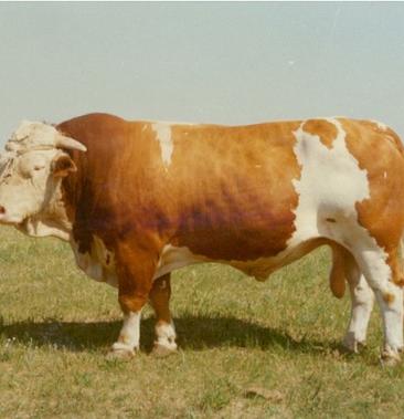 无角西门塔尔公牛图片图片