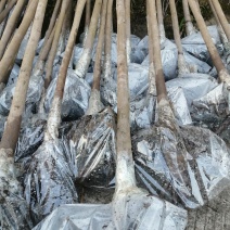 6公分油桐树苗，买油桐树请选择重庆俊尧专业油桐培育公司