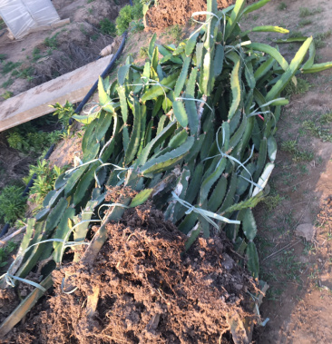 红心火龙果大苗1.5米 当年丰产