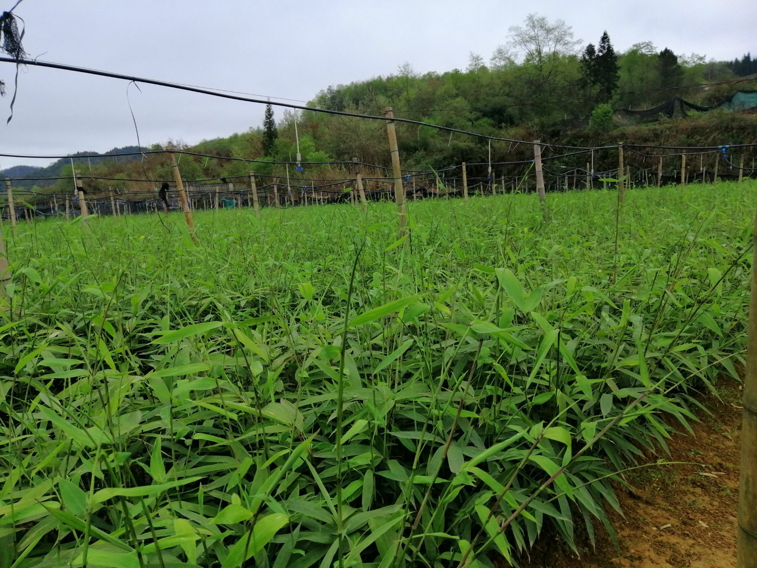 山竹果园航拍图,展示海南三亚地区连片种植的山竹园 山竹果园