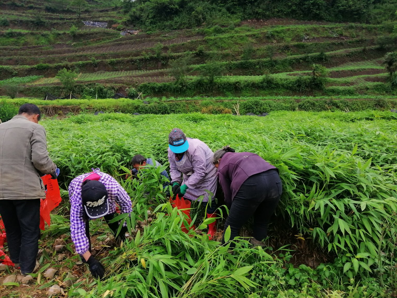 竹林中采摘竹笋的场景