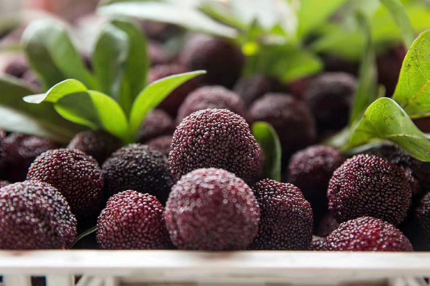 新鲜采摘的东魁杨梅果实特写,展示其饱满的果粒和深红色的果肉 东魁杨梅果实特写