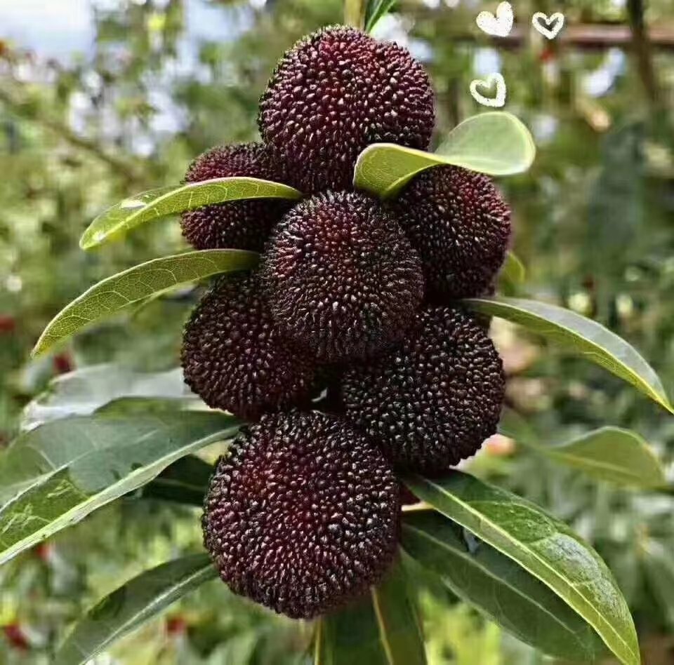 剖开的东魁杨梅横截面特写,展示内部结构:深紫红色果肉厚实,中心为浅黄色小核,果肉与核分离清晰,汁液充盈,果肉纹理细腻,背景为浅灰色布纹材质,搭配一把不锈钢解剖刀和白色量尺,突出科学分析感 东魁杨梅剖面图示