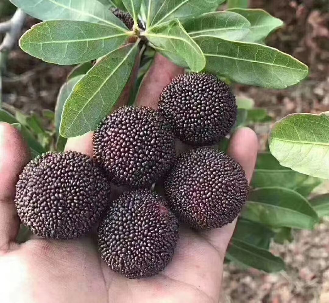 游客正在采摘东魁杨梅特写场景