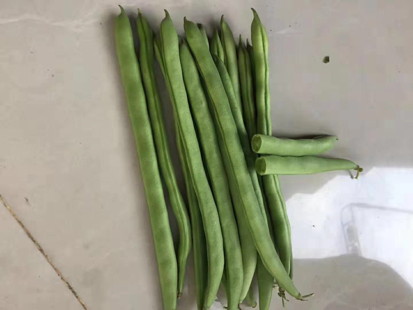 四季豆实物图