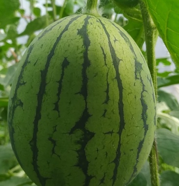 [早春红玉批发]小西瓜价格2.50元/斤 - 一亩田