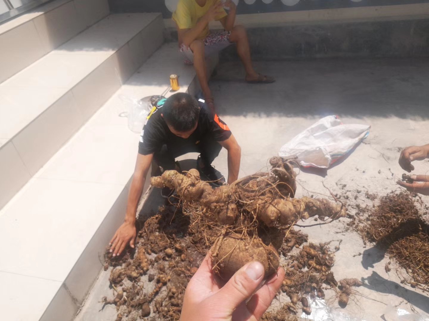 三七种植基地实景航拍图：云南文山丘北县标准化仿野生种植区，梯田式坡地、遮阴网覆盖、土壤湿润黝黑，远处可见“三七GAP基地”标识牌与采收工人身影