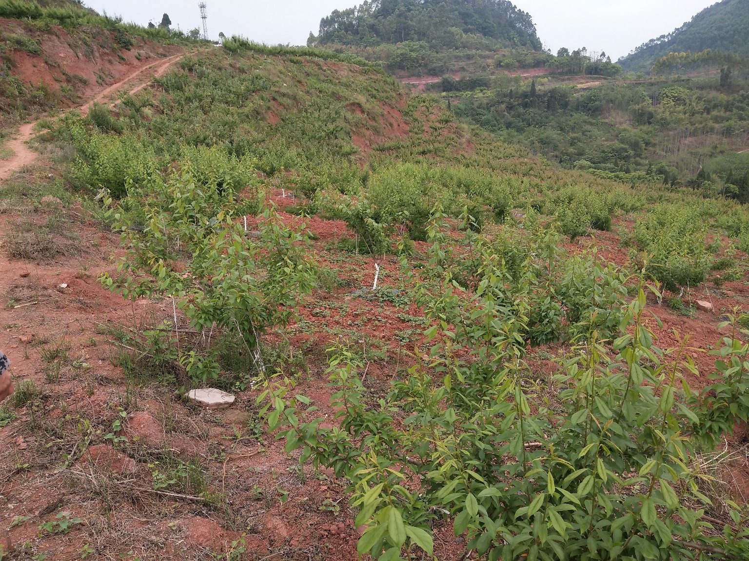 贵州省贞丰县龙场镇蜂糖李种植基地全景航拍图,连片山坡果园整齐排列,果树呈‘Y’字形修剪,田间有滴灌设施,远处可见喀斯特山体与蜿蜒公路 贞丰蜂糖李基地航拍图