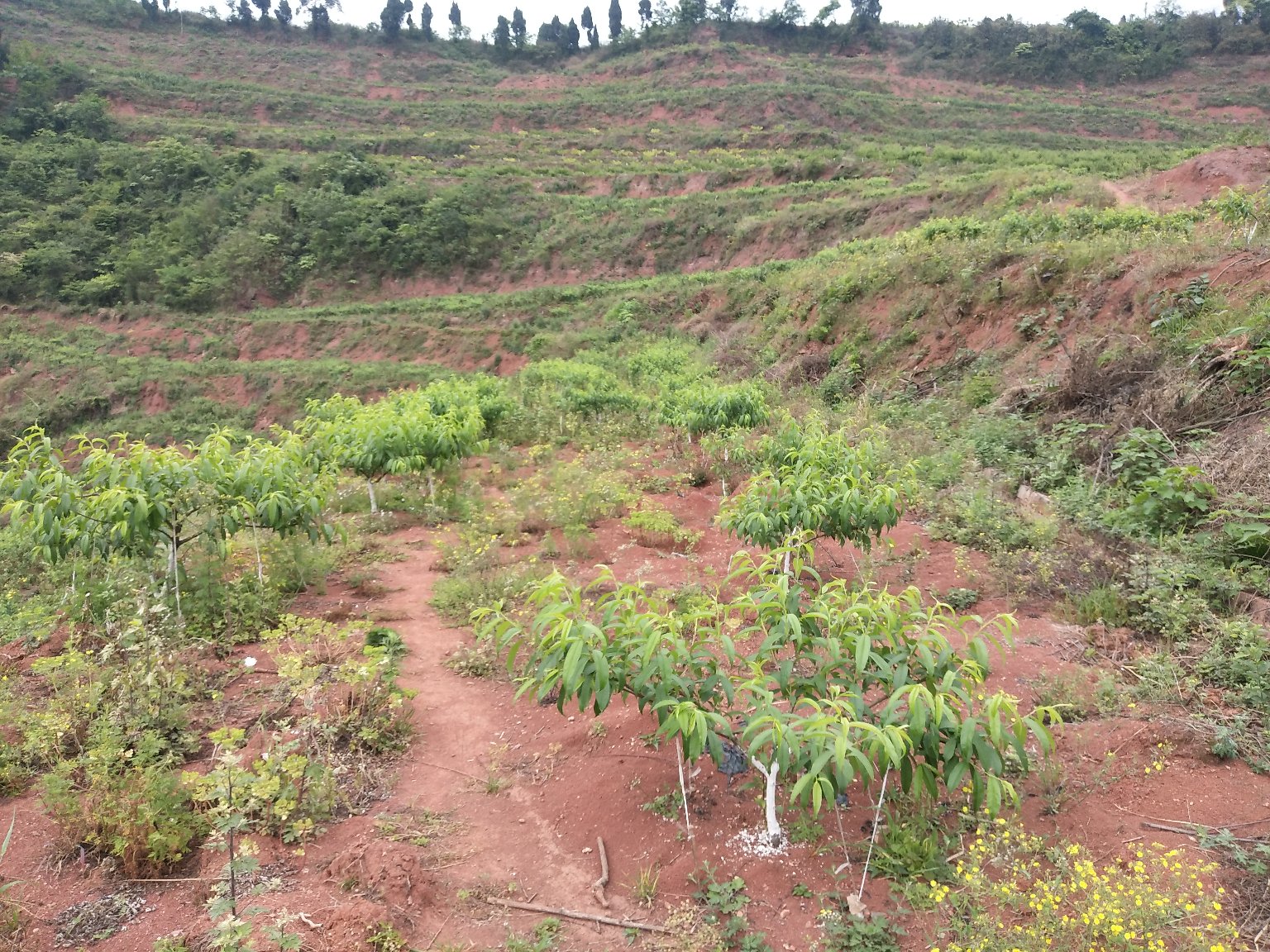 蜂糖李果园实景航拍图