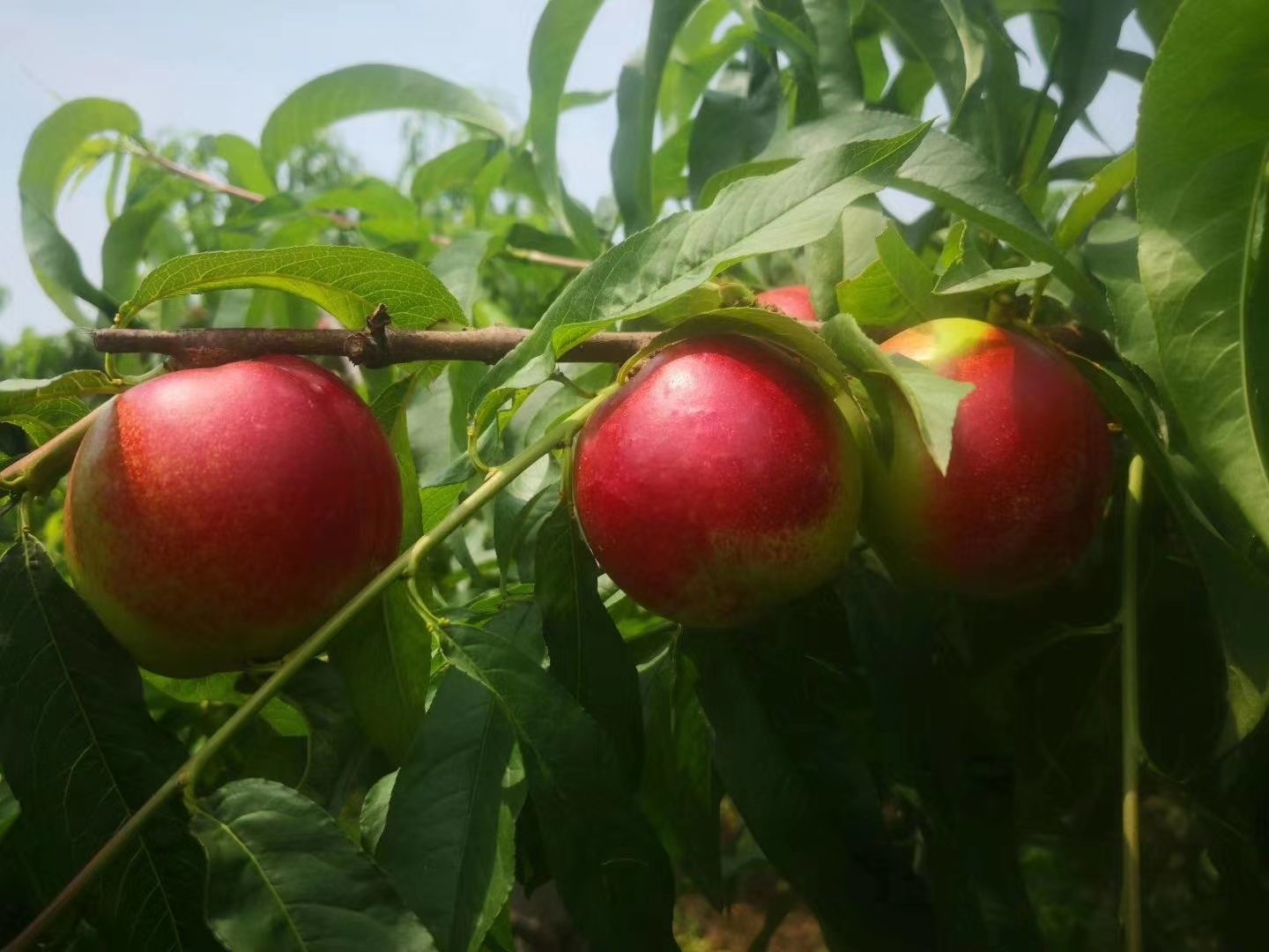 早48油桃挂果特写