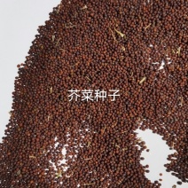 芥菜种子