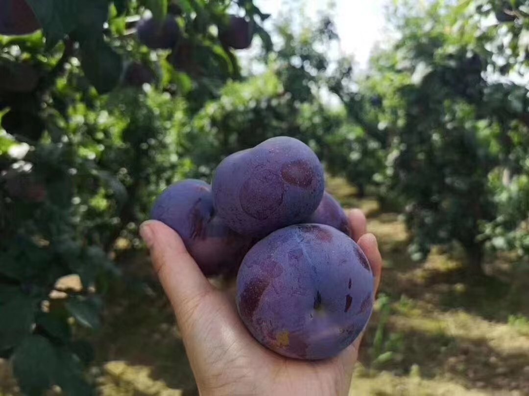 黑布林李子果篮