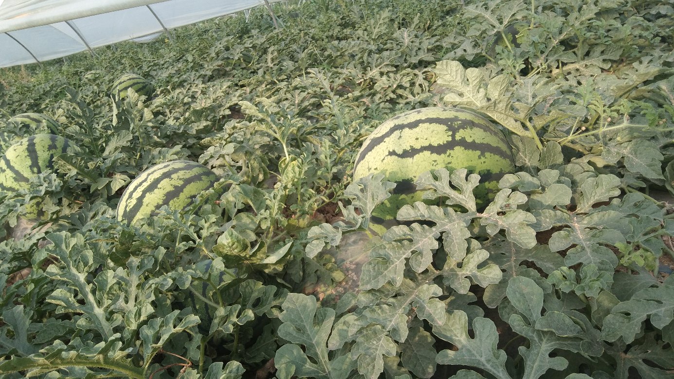 京欣西瓜田间成熟景象