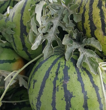 [西瓜批发]台头西瓜价格1.40元/斤 - 一亩田