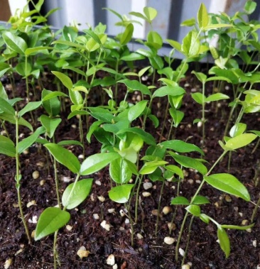 树葡萄小苗 嘉宝果小苗 沙巴品种 基地直销