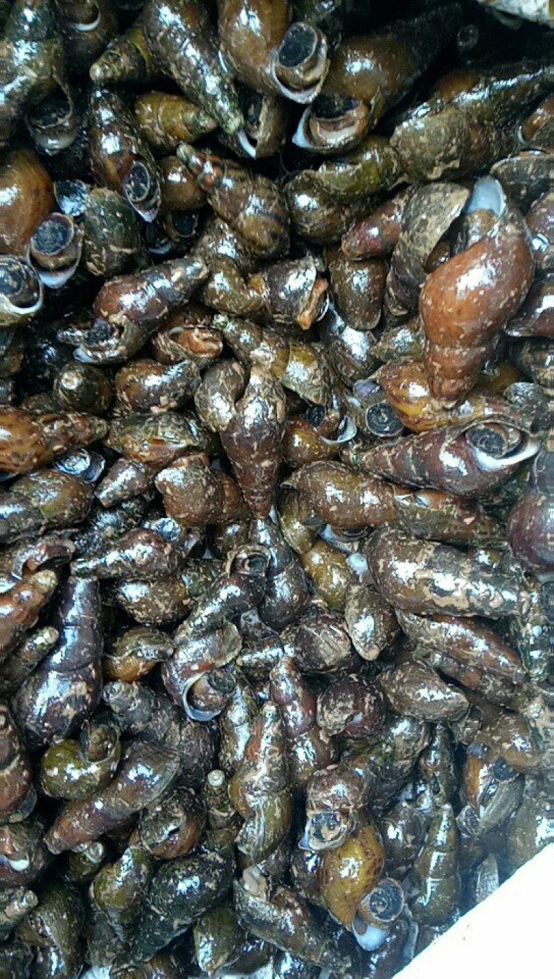 广西河螺山坑螺,养生螺