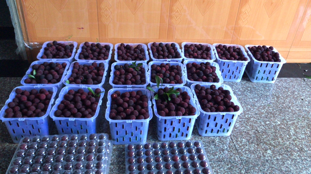 新鲜东魁杨梅装篮