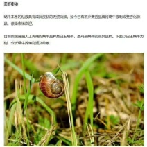 白玉蜗牛养殖基地总部批发