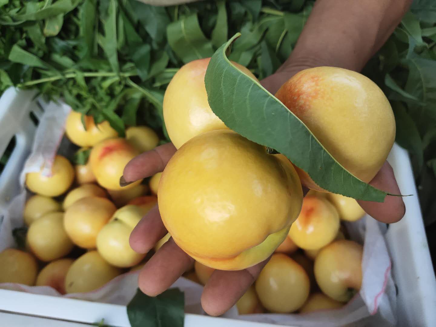 成熟黄油桃特写