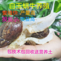 白玉蜗牛养殖基地直供，包技术，签订回收合同