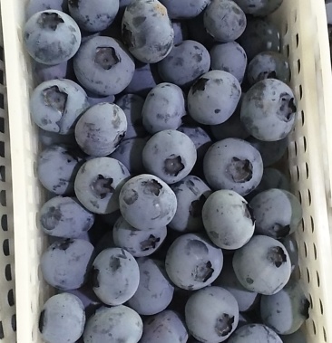 山东青岛蓝莓产地直供当天采摘当季限量
