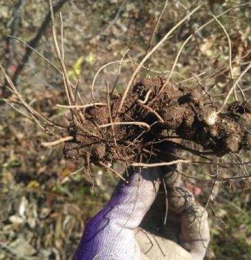 [苍术批发]野生苍术价格16.00元/斤 - 一亩田